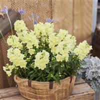 Twinny Lemon Snapdragon