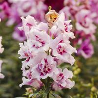 Twinny Orchid Snapdragon