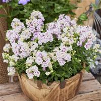 Twinny Orchid Snapdragon