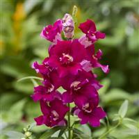 Twinny Purple Snapdragon