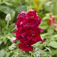 Twinny Red Snapdragon