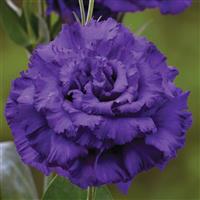 Corelli Sugoi 3 Blue Lisianthus