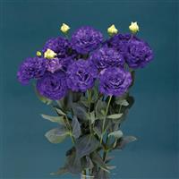 Corelli Sugoi 3 Blue Lisianthus