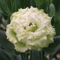 Corelli Sugoi 3 Green Lisianthus