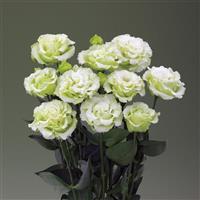 Corelli Sugoi 3 Green Lisianthus
