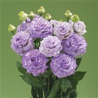 Corelli Sugoi 3 Lavender Lisianthus