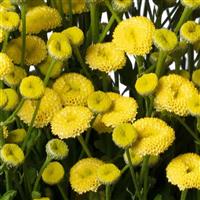Amazone Tanacetum