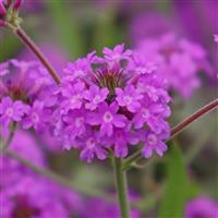 Polaris Purple Verbena