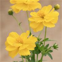 Brightness Gold Cosmos