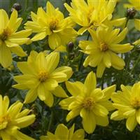 Brightness Lemon Cosmos