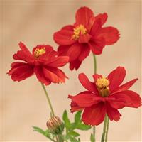 Brightness Red Cosmos