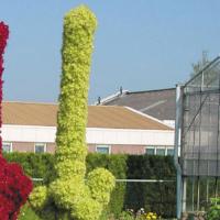 Tower Green Amaranthus cruentus