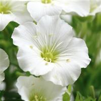 Arenaria montana Snowbank