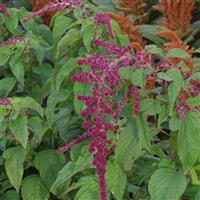 Red Tails Amaranthus