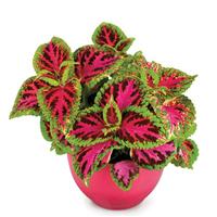 Superfine Rainbow Color Pride Coleus