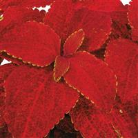 Superfine Rainbow Volcano Coleus