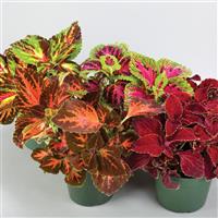Superfine Rainbow Masterblends Mix Coleus