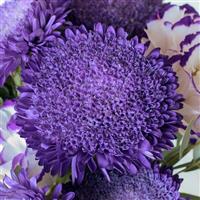 Azumi XL Blue Cut Flower Aster