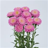 Azumi XL Pink Cut Flower Aster