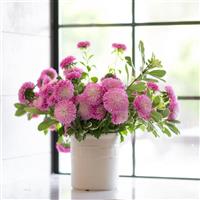 Azumi XL Pink Cut Flower Aster