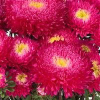 Azumi XL Rose Cut Flower Aster