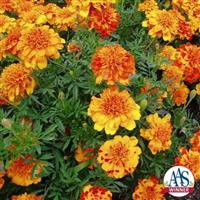 Bonanza™ Bolero French Marigold