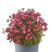 Saxifraga x arendsii Marto™ Hot Rose