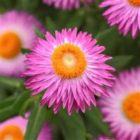 Mohave™ Pink 26 Bracteantha