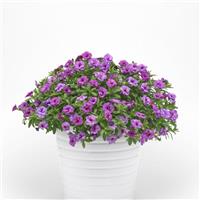 MiniFamous<sup>®</sup> Evo Double Light Blue Calibrachoa