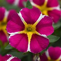 MiniFamous<sup>®</sup> Neo Magenta Star Calibrachoa