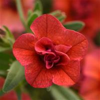 MiniFamous<sup>®</sup> Uno Double Orange Calibrachoa