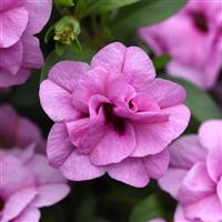 MiniFamous<sup>®</sup> Uno Double Light Pink 26 Calibrachoa