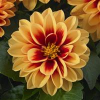 Dahlietta<sup>®</sup> Candy Dahlia