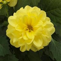 Dahlietta<sup>®</sup> Julia Dahlia