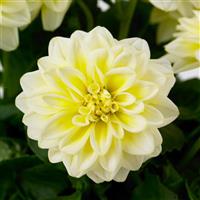 Dahlietta<sup>®</sup> Shirley Dahlia