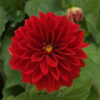 Dahlietta<sup>®</sup> Tessy Dahlia