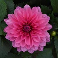 Venti™ Light Rose Dahlia