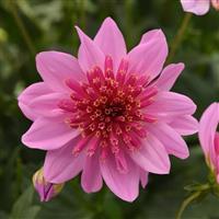 Venti™ PinkBurst Dahlia