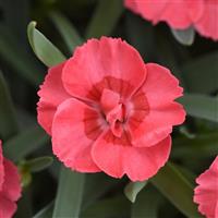 Dianthus EverLast™ Peach
