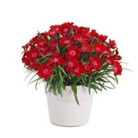 Dianthus EverLast™ Red Flash