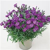 Dianthus EverLast™ Violet Blue