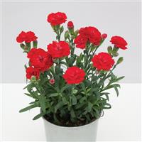 Dianthus SuperTrouper™ Scarlet