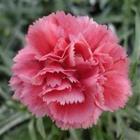 Dianthus SuperTrouper™ Silver Pink