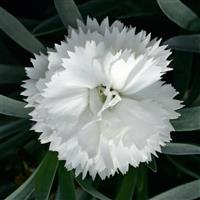 Dianthus SuperTrouper™ White