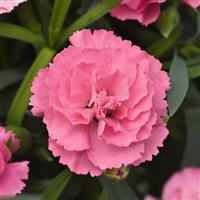 Dianthus SuperTrouper™ Light Pink