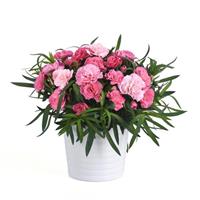 Dianthus SuperTrouper™ Light Pink