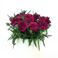 Dianthus SuperTrouper™ Purple 26