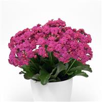 Mandala<sup>®</sup> Double Purple Kalanchoe