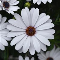 FlowerPower™ Petite White Osteospermum