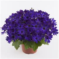 Senetti<sup>®</sup> Cobalt Blue Pericallis